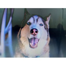 Samples of Canvas Poems in this site, please review !